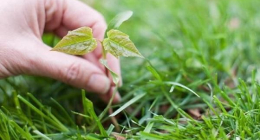 Jaké metody lze použít k vytvoření zahradního záhonu od základu bez plevele, nápadů a odborných rad